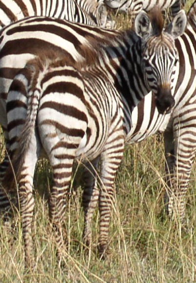 baby zebra